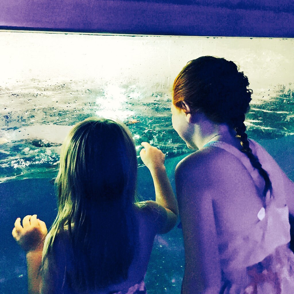 Auckland Adventures 1 Auckland Adventures